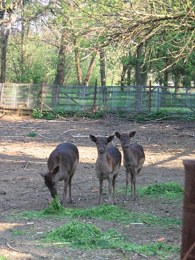 Gradina zoologica Baile Calacea