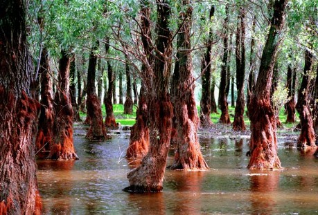 Padurea Letea Delta Dunarii