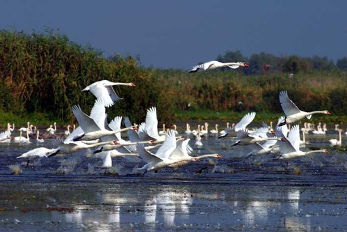 Danube Delta Romania