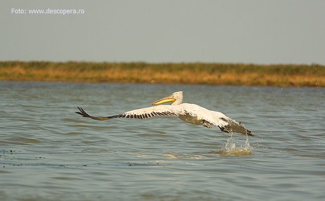 Pelican Sfantu Gheorghe